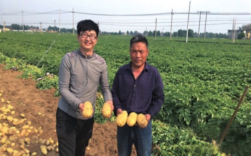 近年來,目標價格保險為滕州市穩定馬鈴薯種植面積、促進馬鈴薯產業發展發揮了積極作用。渠琪琪/攝