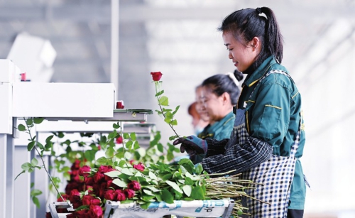 近年來,蘭州新區加大對測繪檢測、會計審計、招標投標、律師等中介機構的集中整治力度,依法依規獎勵守法誠信者、嚴懲弄虛作假等違紀違法者,嚴厲打擊侵犯企業合法權益行為。圖為蘭州新區現代農業示范園花卉產業基地,工人在花卉智能分揀線作業。新華社