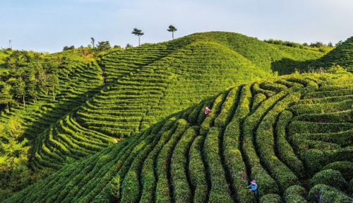近年來,陜西省漢中市勉縣漆樹壩鎮圍繞茶旅融合項目,加快茶葉良種化、產業化、標準化建設,積極推動茶園觀光、體驗、休閑等一體化建設,以茶促旅、以旅帶茶,有效推動新型城鎮化建設。圖為村民在漆樹壩鎮唐家壩村青坪山茶園采茶。新華社