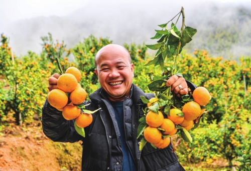 初春時節,福建省福州市永泰縣長慶鎮福斗村近3000畝高山生態果園迎來豐收季,漫山遍野可見沃柑、砂糖橘等高山水果,村民搶抓農時采收外銷。圖為在福斗村大森林碩豐農業高山水果基地,返鄉創業種植高山水果的村民展示采收的沃柑。新華社