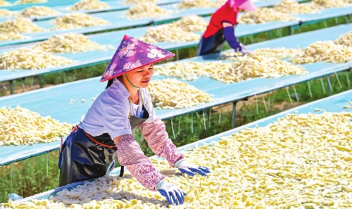 近年來,內蒙古鄂爾多斯市鄂托克前旗依托當地氣候和地理條件,通過“企業+農牧戶”模式建設白蘿卜種植基地,打造白蘿卜全產業鏈,加工好的蘿卜干不僅暢銷江蘇、四川、貴州、香港、澳門等地,還遠銷海外,保障農牧民穩定增收。圖為工人在鄂托克前旗城川鎮一家副食品公司晾曬白蘿卜條。新華社