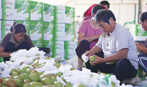 吳橋:特色種植拓寬村民致富路
近年來,河北省滄州市吳橋縣利用當地土壤、氣候以及種植資源等優勢,積極調整農業產業種植結構,通過政策引導和扶持,以市場為導向引導農民規模化、專業化發展蔬菜、瓜果等特色種植業,促進農業增效和農民增收,有效助推鄉村振興。圖為在吳橋縣于集鎮華森果品種植專業合作社,村民們將剛采摘的梨進行分揀包裝。新華社