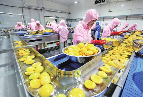 安徽貝寶食品有限公司黃桃罐頭生產(chǎn)現(xiàn)場。